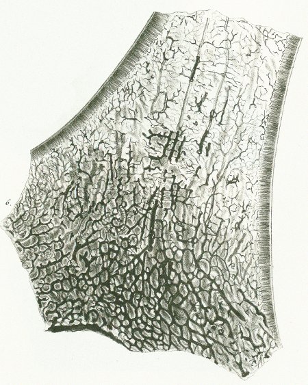 Oxyrhina xiphodon Tafel P fig. 6