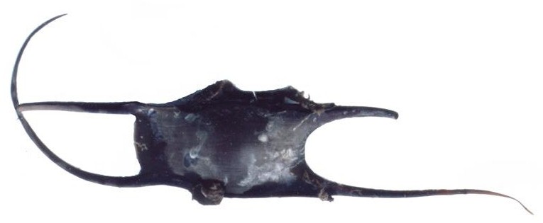 Leucoraja ocellata