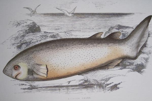 echinorhinus_brucus_couch_history_fishes_british_islands.jpg