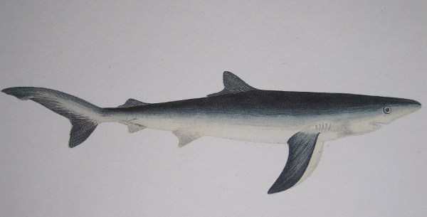 prionace_glauca_couch_history_fishes_british_islands.jpg