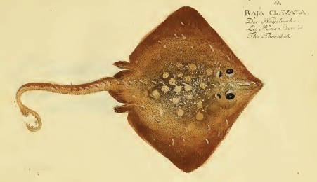 raja_clavata_bloch.jpg
