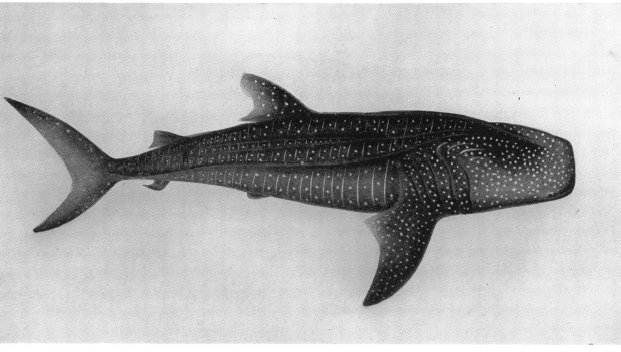 rhincodon-gudger-1931.jpg