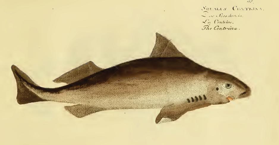 squalus_centrina_bloch.jpg