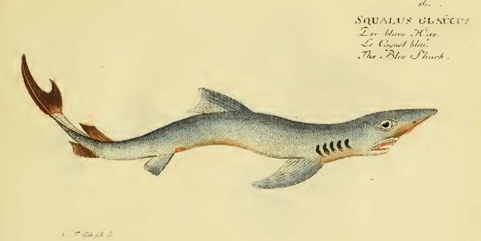 squalus_glaucus_bloch.jpg
