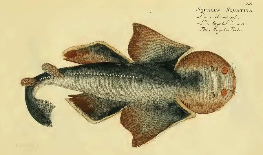 squalus_squatina_bloch.jpg