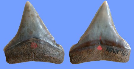 Megaselachus megalodon (Carcharodon semiserratus) BSP AS VII 1163