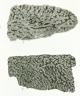 Cladodus marginatus Tafel M 1 fig. 6-7