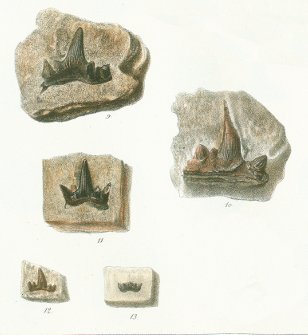 Cladodus mirabilis Tafel 22b fig.9-13