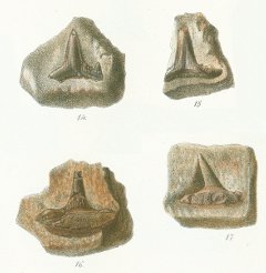 Cladodus striatus Tafel 22b fig. 14-17