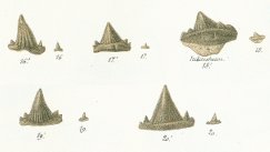Hybodus apicalis Tafel 23 fig. 16-20