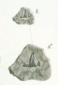 Hybodus dubius Tafel 22a fig. 8