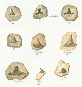 Hybodus grossiconus Tafel 23 fig. 28-36