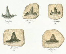 Hybodus grossiconus Tafel 23 fig. 37-41