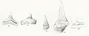 Hybodus longiconus Tafel 24 fig. 19-22