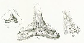 Hybodus longiconus Tafel 24 fig. 23