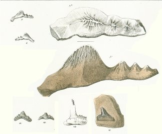 Hybodus mougeoti Tafel 24 fig. 7,8,11,12,14,16
