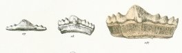 Hybodus polycyphus Tafel 24 fig. 17,18