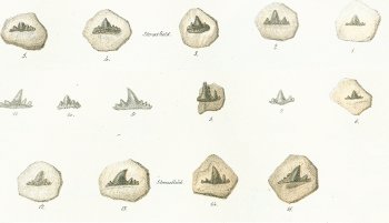 Hybodus polyprion Tafel 23 fig. 1-15