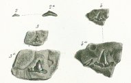 Hybodus sublaevis Tafel 22a fig. 2,3,4
