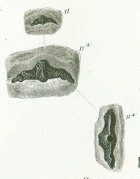 Hybodus undulatus Tafel 22a fig. 11