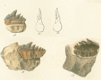 NOTIDANUS PRIMIGENIUS Tafel 27 fig. 13-17