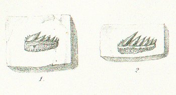 NOTIDANUS MICRODON Tafel 36 fig. 3