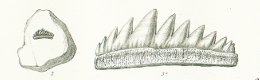 NOTIDANUS PECTINATUS Tafel 36 fig. 3