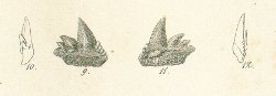 NOTIDANUS RECURVUS Tafel 27 fig. 9-12