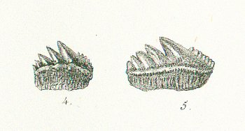 NOTIDANUS SERRATISSIMUS Tafel 36 fig. 4-5