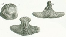 Sphenonchus hamatus Tafel 22a fig. 12-14