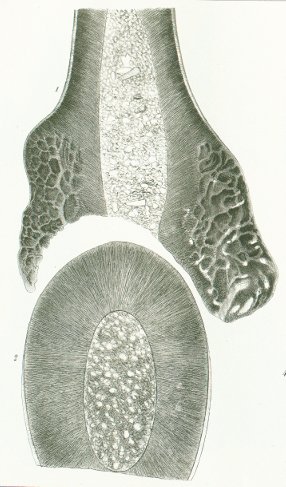 Sphenonchus hamatus Tafel M 2 fig. 1-2