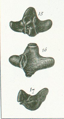 Sphenonchus martini Tafel 22a fig. 15-17