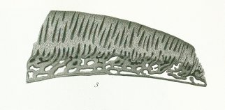 Cochliodus contortus Tafel L fig. 3
