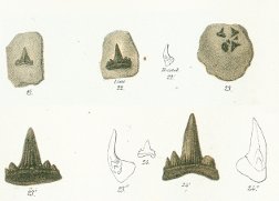 Hybodus minor Tafel 23 fig. 21, 22, 23, 24