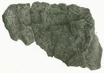 Hybodus reticulatus Tafel 22a fig. 22