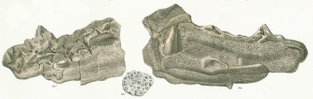 Hybodus reticulatus Tafel 24 fig. 26