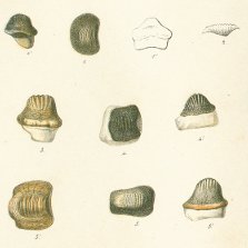 Ptychodus decurrens Tafel 25b fig. 1, 2, 3, 4, 5