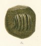 Ptychodus latissimus Tafel 25 b fig. 24