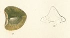 Ptychodus mammillaris Tafel 25b fig. 11