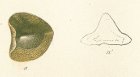 Ptychodus mammillaris Tafel 25b fig. 11