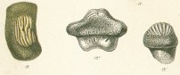 Ptychodus mammillaris Tafel 25b fig. 12