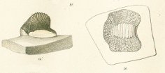 Ptychodus mammillaris Tafel 25b fig. 16