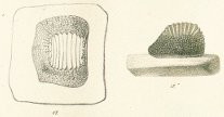 Ptychodus mammillaris Tafel 25b fig. 17
