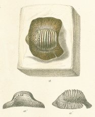 Ptychodus mammillaris Tafel 25b fig. 18