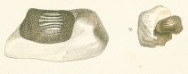 Ptychodus mammillaris Tafel 25b fig. 19, 20
