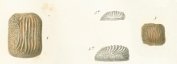 Ptychodus polygyrus Tafel 25 fig. 4, 5