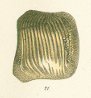 Ptychodus polygyrus Tafel 25b fig. 21