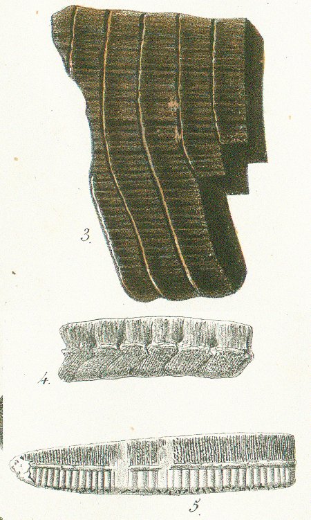 AETOBATIS IRREGULARIS Tafel 47 fig. 3-5