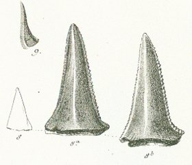 CARCHARIAS ACUTUS Tafe l36 fig. 8-9