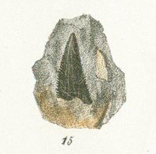 CARCHARIAS TENUIS Tafel 30a fig. 15